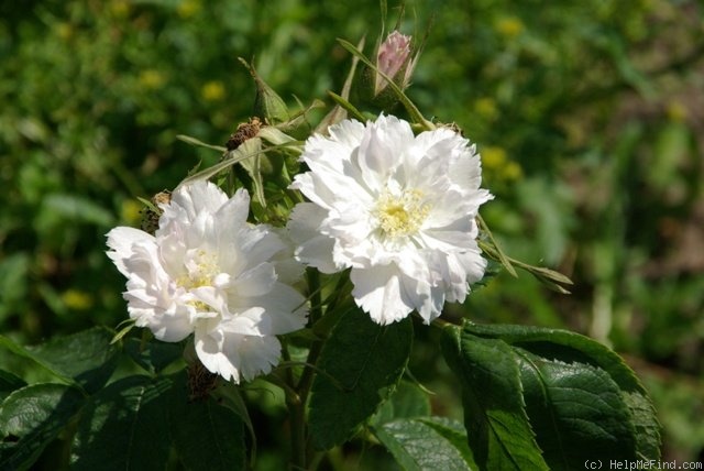 'Fimbriata (hybrid rugosa, Morlet, 1890)' rose photo