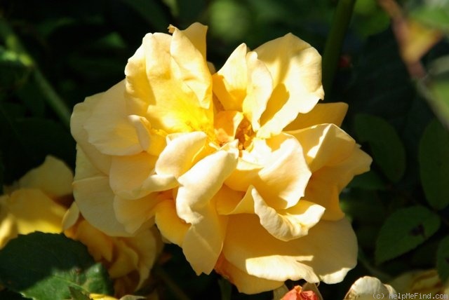 'Goldener Olymp (LCl, Kordes 1984)' rose photo