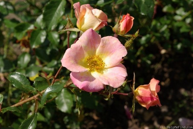 'My Wild Irish Rose' rose photo