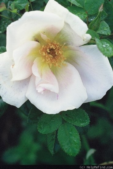 'Nevada (shrub, Dot, 1927)' rose photo