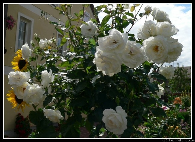 'KORbin' rose photo