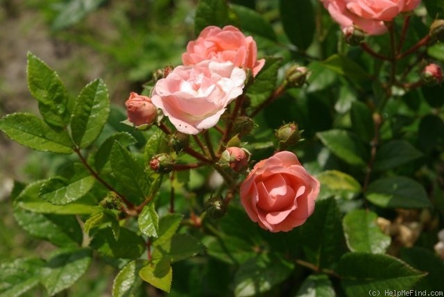 'Souvenir d'Adolphe Turc' rose photo
