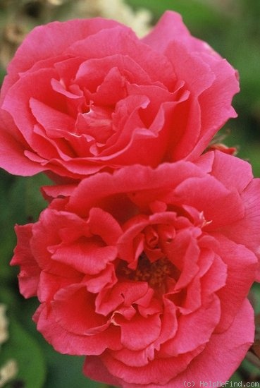 'Zéphirine Drouhin (Bourbon, Bizot 1868)' rose photo