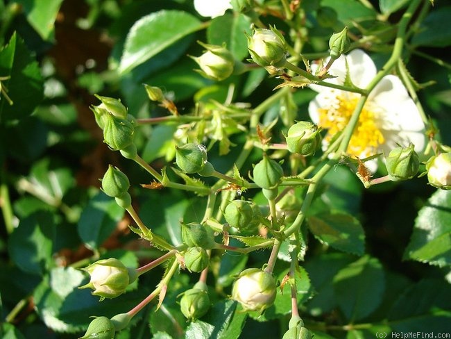 'Seagull' rose photo