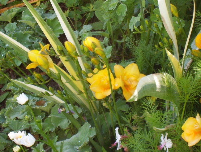 'Rachel's Little Garden'  photo