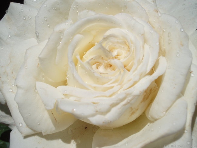 'Ice-Girl' rose photo