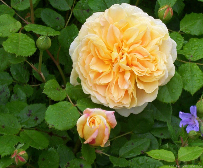 'Golden Celebration ™' rose, click to enlarge 'Golden Celebration ™' rose photo