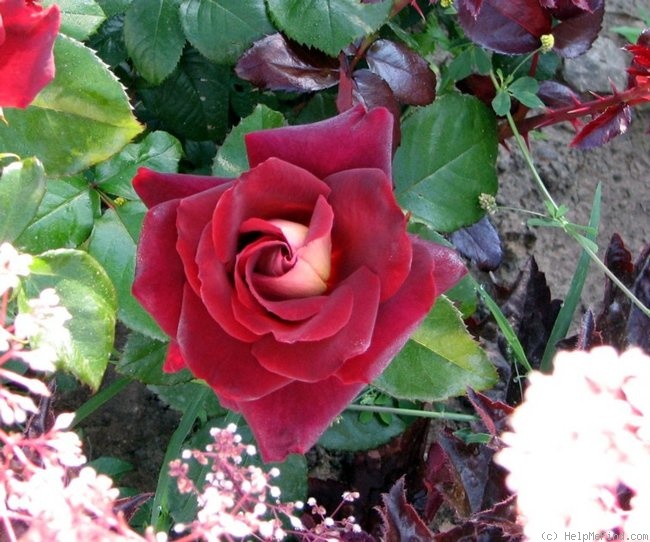 'Eddy Mitchell ®' rose photo