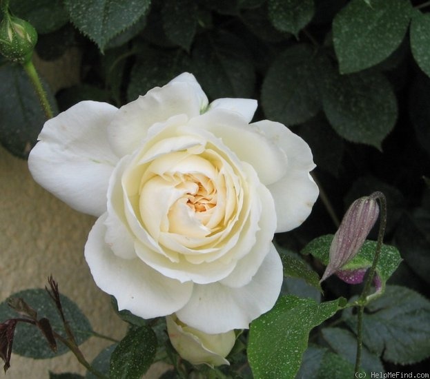 'Mon Jardin et Ma Maison' rose photo