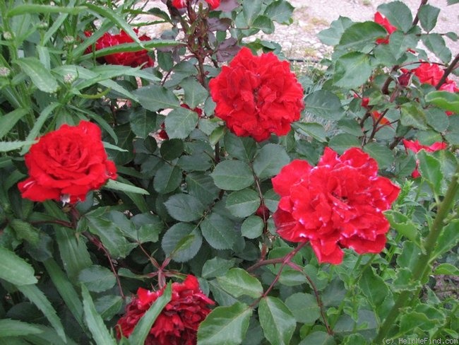 'Belle de Régnié' rose photo