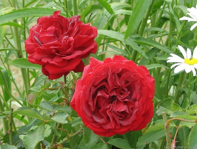 'Belle de Régnié' rose photo