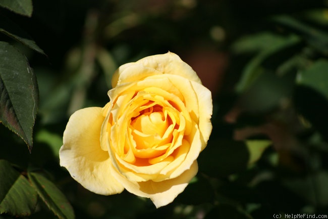 'Welcome Home (hybrid tea, Zary, 2007)' rose photo