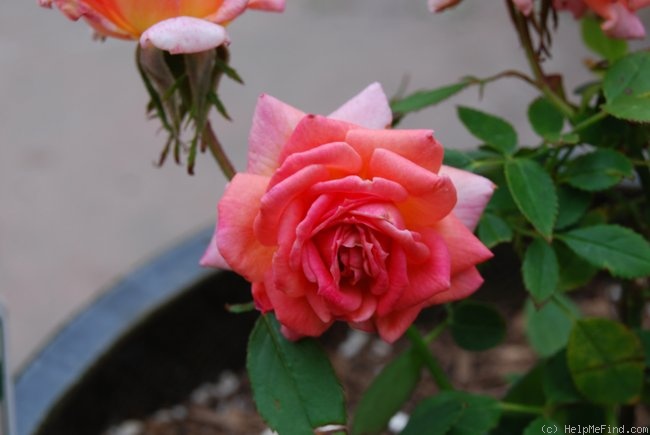 'Sleeping Beauty (Mini-flora, White 2005)' rose photo