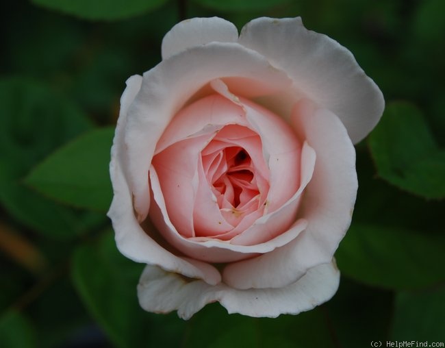 'The Friar' rose photo