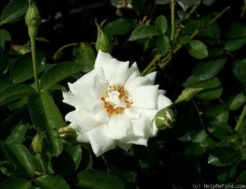 'Snow Fairy' rose photo