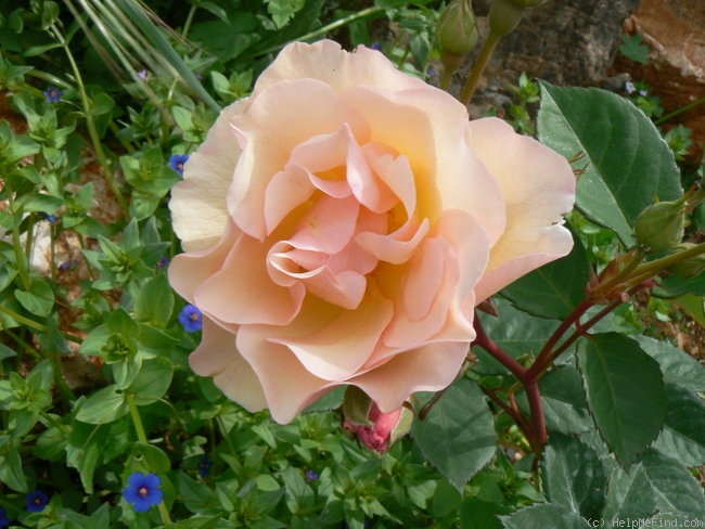 'Penelope (hybrid musk, Pemberton 1924)' rose photo