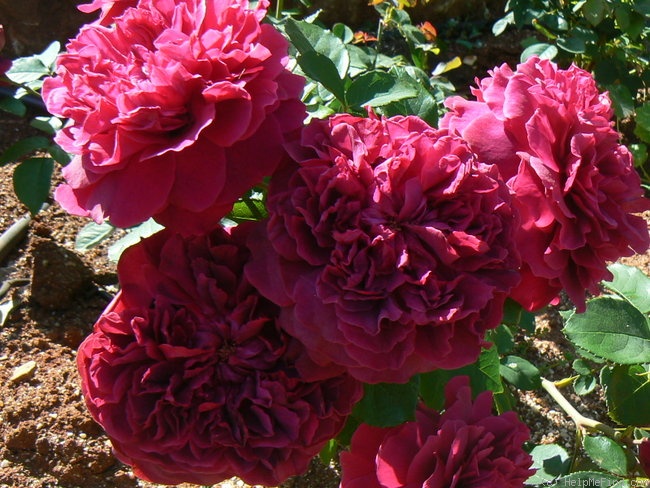 'William Shakespeare 2000 ™ (shrub, Austin 1994)' rose photo