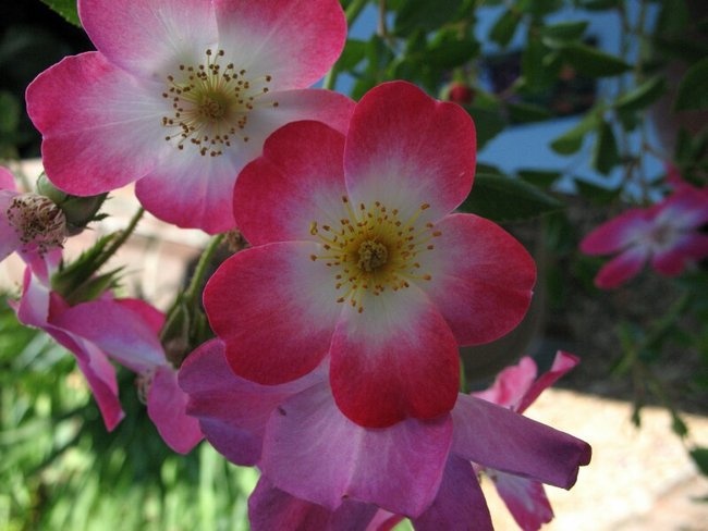 'Former Sacramento Historic Rose Garden'  photo