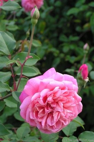 'Monsieur Tillier' rose photo