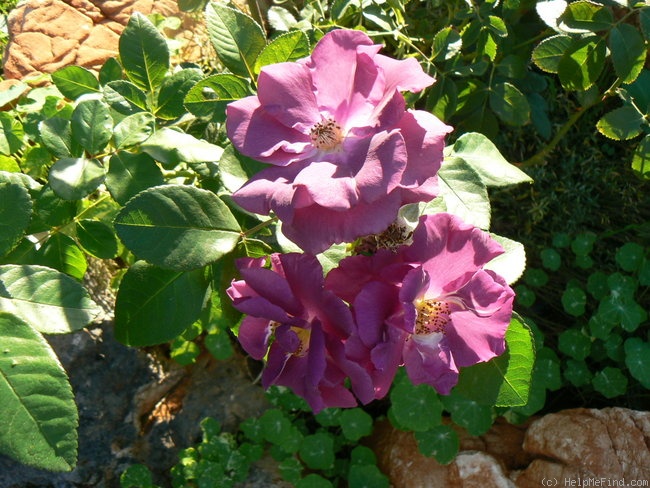 'Rhapsody in Blue ™' rose photo