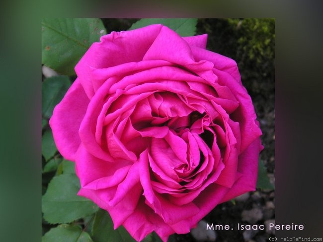 'Madame Isaac Pereire (Bourbon, Garcon, 1876)' rose photo