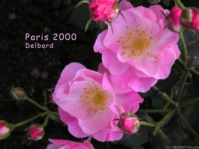 'Paris 2000 (Shrub, Delbard, 2001)' rose photo