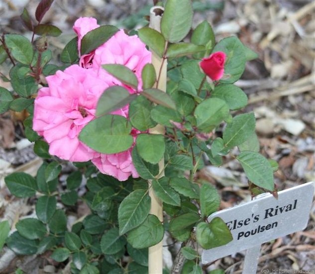 'Else's Rival' rose photo