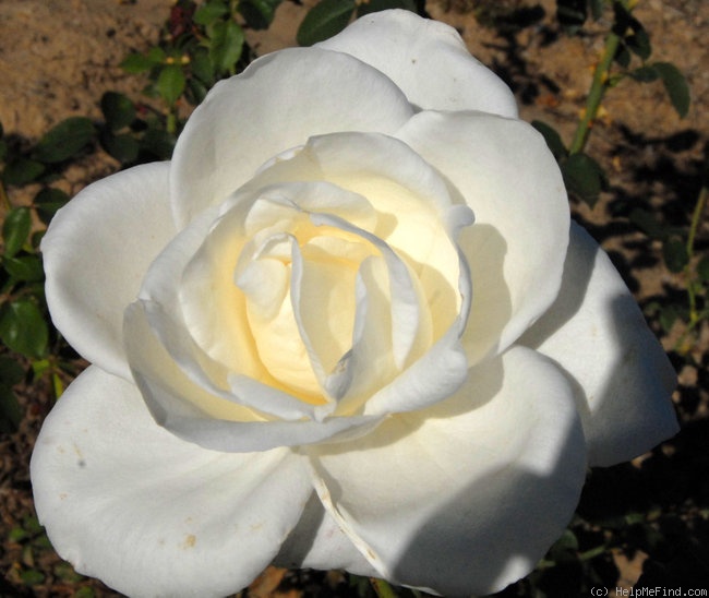 'White Queen' rose photo