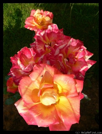 'Harry Wheatcroft' rose photo