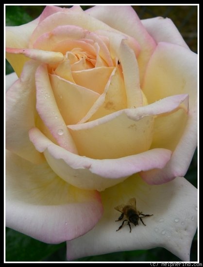 'Gloria Dei' rose photo