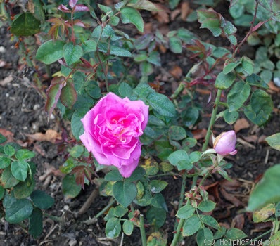 'Colonel Foissy' rose photo