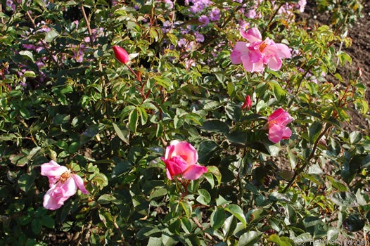 'Märchenland' rose photo