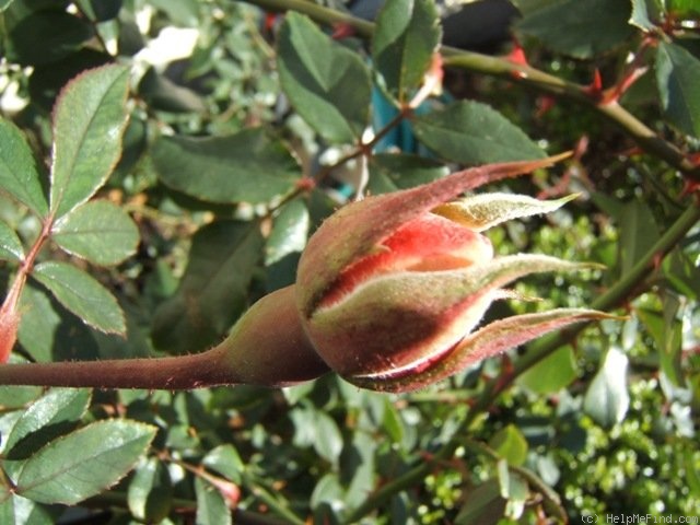 'Roseball' rose photo