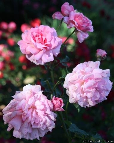 'August Seebauer' rose photo