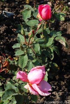 'Max Krause Superior' rose photo