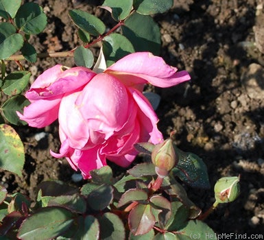 'Madame Victor Bozzola' rose photo