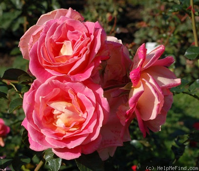 'Mies Bouwman' rose photo