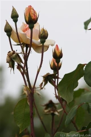 'Bishop Darlington' rose photo