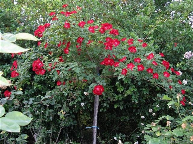 'Red Max Graf' rose photo