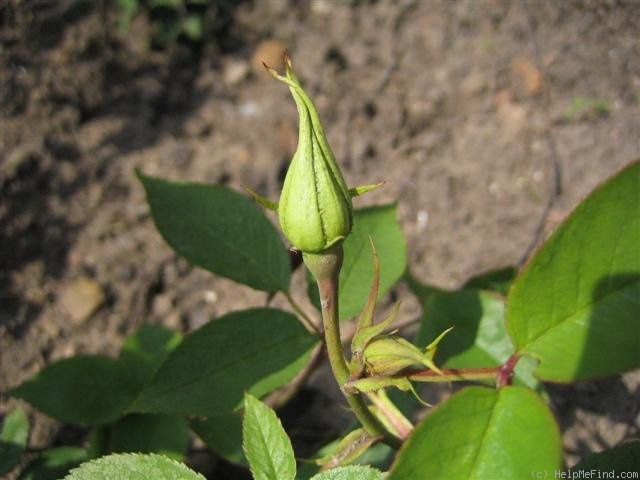 'Marie Nabonnand' rose photo