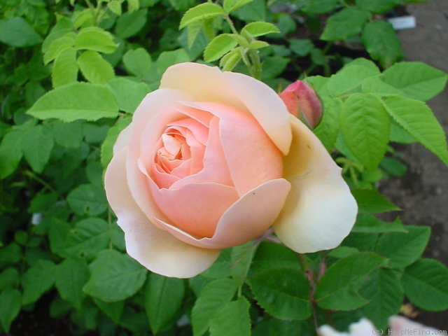 'AUScup' rose photo