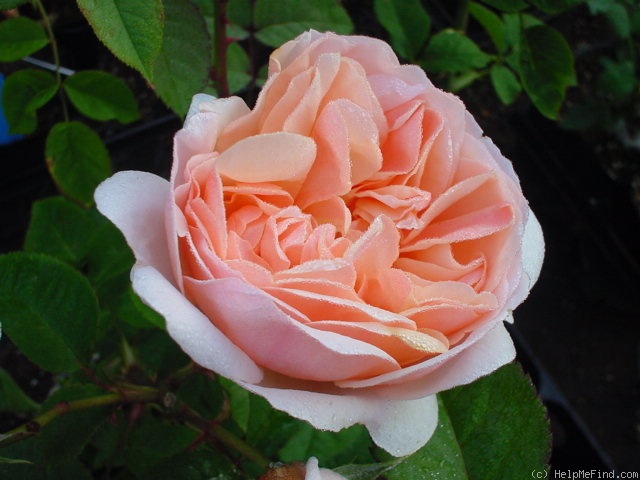 'AUScup' rose photo