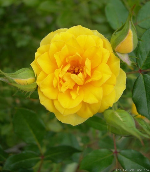 'Golden Gardens' rose photo