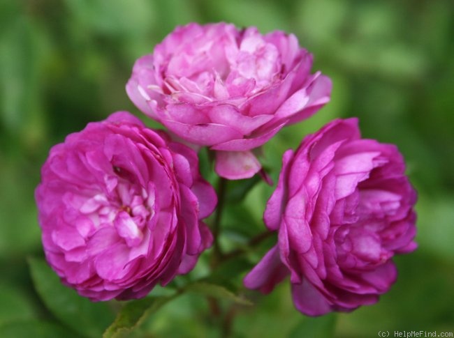 'Vineyard Song' rose photo