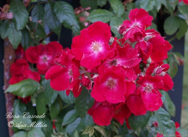 'Cascade (climber, Mallerin, 1949)' rose photo