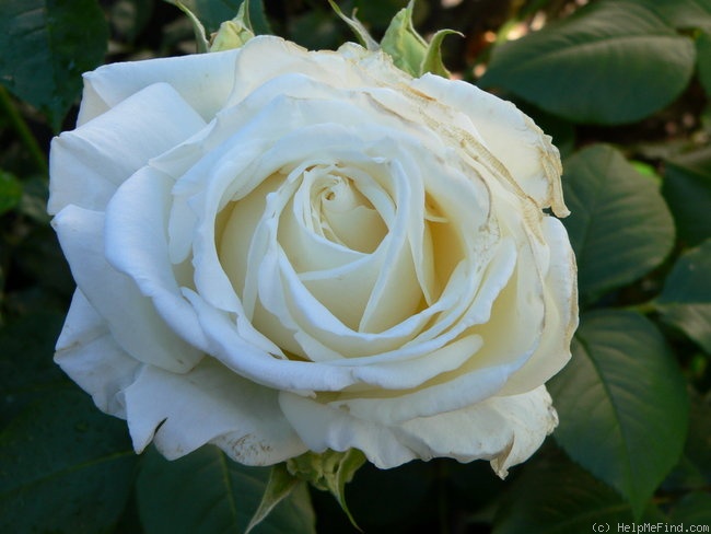 'Smooth Snowflake ™' rose photo