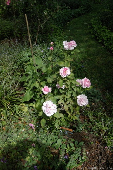'Mrs. Wakefield Christie-Miller' rose photo