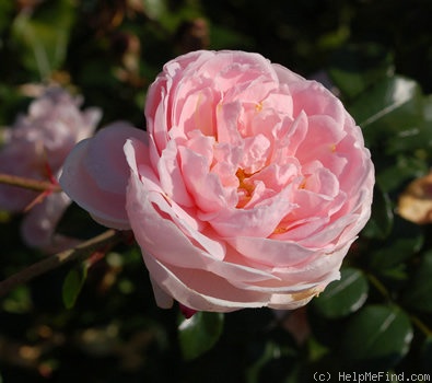 'Estima (shrub, Noack, 1999)' rose photo