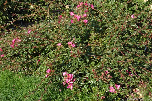 'Felicitas ® (shrub, Kordes, 1998)' rose photo