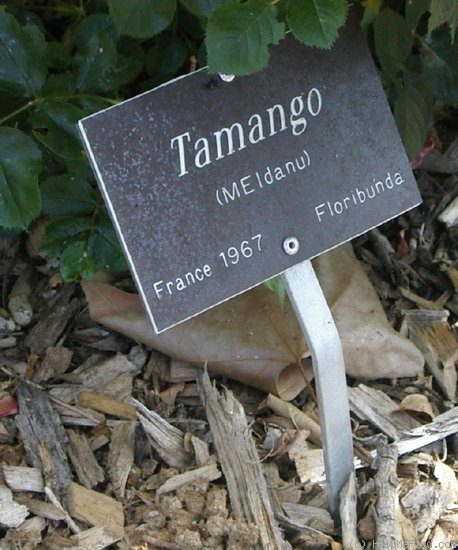 'Tamango ® (floribunda, Meilland, 1965)' rose photo
